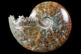 Polished, Agatized Ammonite (Cleoniceras) - Madagascar #97378-1